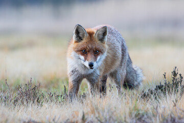 A fox on a meadow looking alertly at the camera