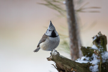 A beautiful tit on a branch