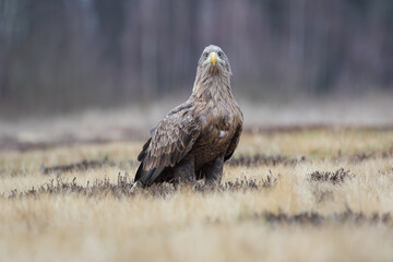 A white-tailed eagle on a sunny day looking at the camera