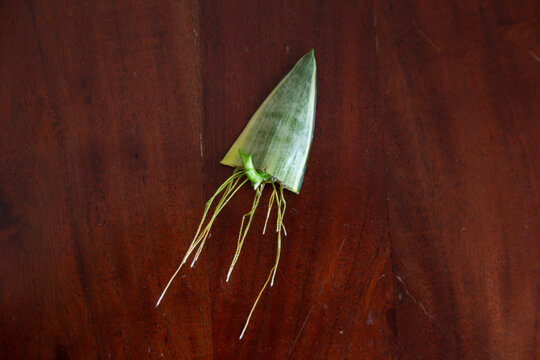 Sanseviera Trifasciata Hahnii cutting showing its roots and a small sprout, lying on a wooden table.