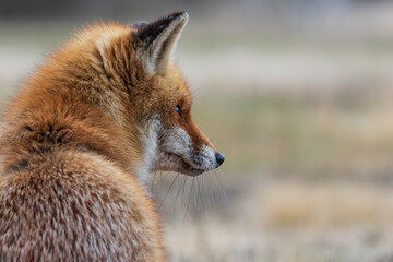 Close-up of a sitting fox looking into the distance