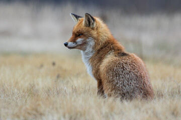 A beautiful fox sitting on an autumn meadow