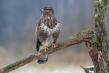 Buzzard sitting on a broken branch