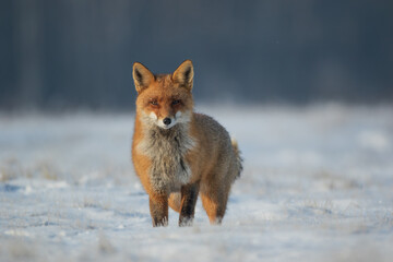 Fototapeta premium A fox looking at the camera in a winter meadow