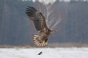 A white-tailed eagle landing on a meadow in winter scenery