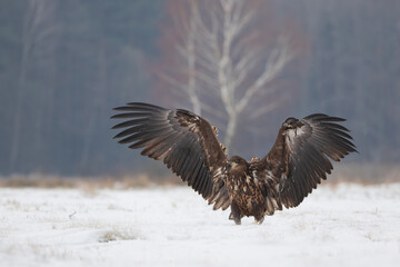 A large eagle with spread wings standing on a winter meadow