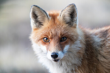 Close-up of a fox's head
