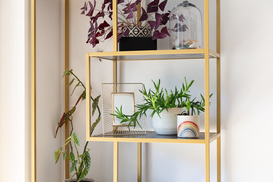 Open golden shelf showing lush green plants, aloe, zamioculcas zamiifolia, begonia maculata, in white plant pots, one of them with a selfmade rainbow design.