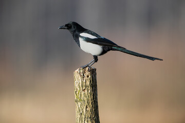 Magpie on a peg on a warm day