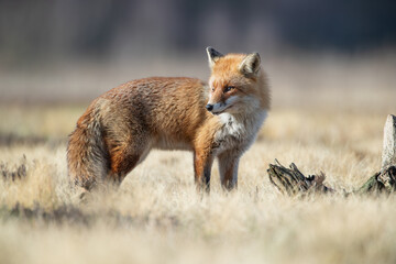 Fox in the meadow on a sunny day