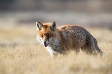 A fox with a piece of bone in its mouth
