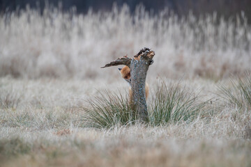 A fox hiding behind a stump