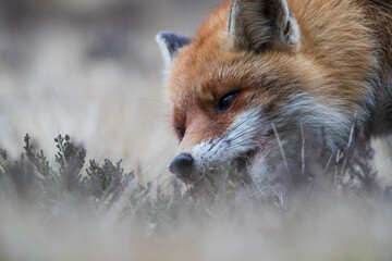 Close-up of a fox's muzzle devouring its prey