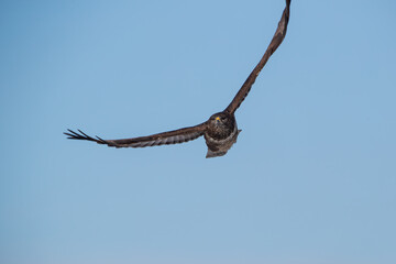 Silhouette of a buzzard against the blue sky