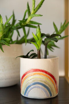 Closeup of a fresh green sprout of a zamiovulcas zamiifolia in a planter with rainbow colors next to an aloe plant.