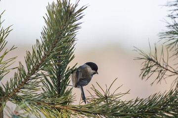 A black-capped tit attached to a pine twig