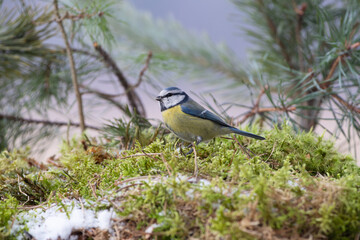 Blue Tit among moss and pine twigs
