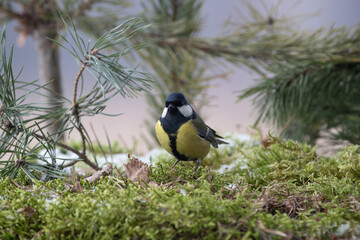 A pompous great tit on green moss