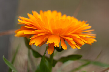 orange flower in the garden