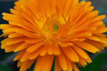 orange gerber daisy