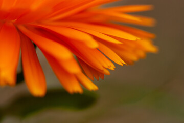 orange flower macro