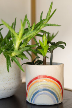 Closeup of a fresh green sprout of a zamiovulcas zamiifolia in a planter with rainbow colors next to an aloe plant.