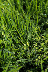 Obraz premium Morning dewdrops on blades of grass