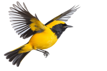 Yellow bird with bold black markings flies