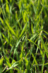 close up of single dew drop on a blade of grass