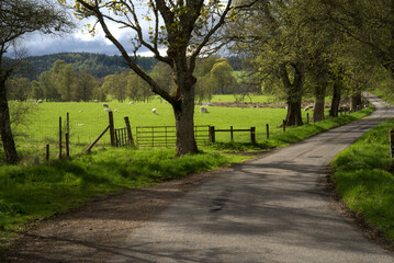 Scotland narrow country lane © ronm