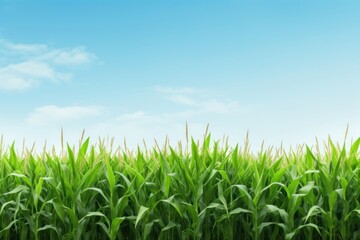 Fototapeta premium Corn field nature agriculture backgrounds.
