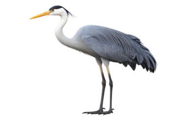 Majestic gray heron standing on one leg