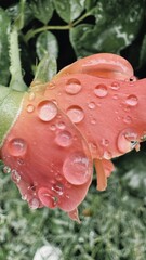water drops on a pink rose