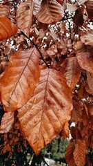 red elm leaf