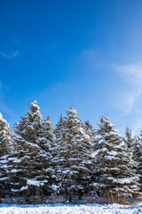 Wisconsin pine trees covered with snow after a February snow storm