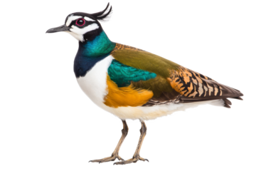 Colorful bird with striking plumage standing still