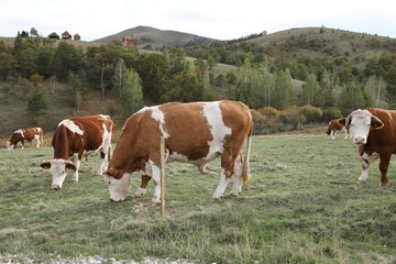 cows in a pasture