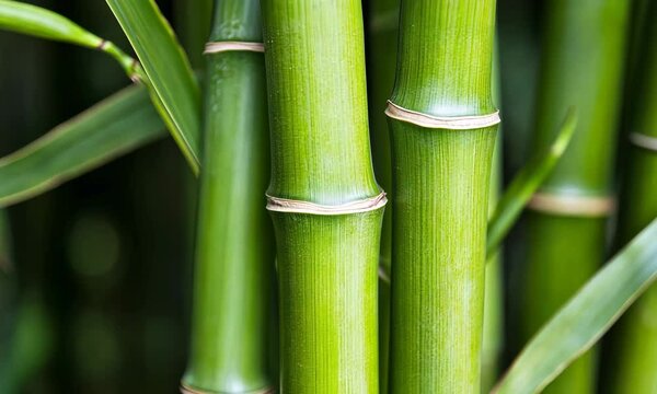 Lush green bamboo stalks stand tall, symbolizing strength and flexibility, framed beautifully against a soft focus background that enhances their vibrant hue.