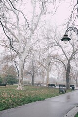 Fog in the park