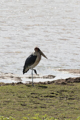 Photo of marabou stork