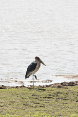 Photo of marabou stork