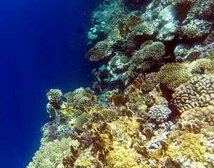 Photo of Sharm El Sheik coral reef