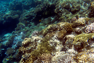 Photo of Sharm El Sheik coral reef