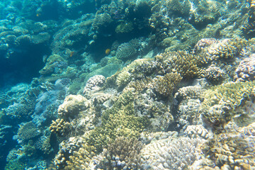 Photo of Sharm El Sheik coral reef