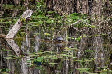 Turtles on log in Six Mile Cypress Slough Preserve North - Fort Myers, Florida