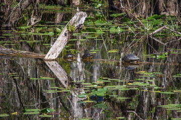 Turtles on log in Six Mile Cypress Slough Preserve North - Fort Myers, Florida