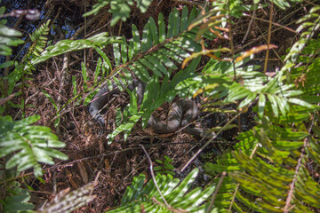 Cottonmouth (Agkistrodon piscivorus) in Six Mile Cypress Slough Preserve North - Fort Myers, Florida