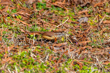 The Carolina wren (Thryothorus ludovicianus)  in the garden. This wren is the state bird of South Carolina.