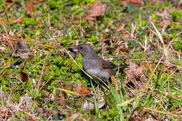 Fototapeta premium The dark-eyed junco (Junco hyemalis ), male on the meadow