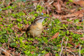 The Carolina wren (Thryothorus ludovicianus).  This wren is the state bird of South Carolina.